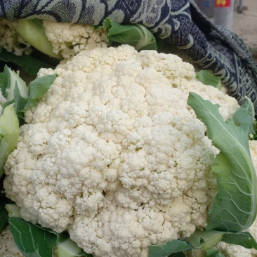 诚信经营有机花大量，