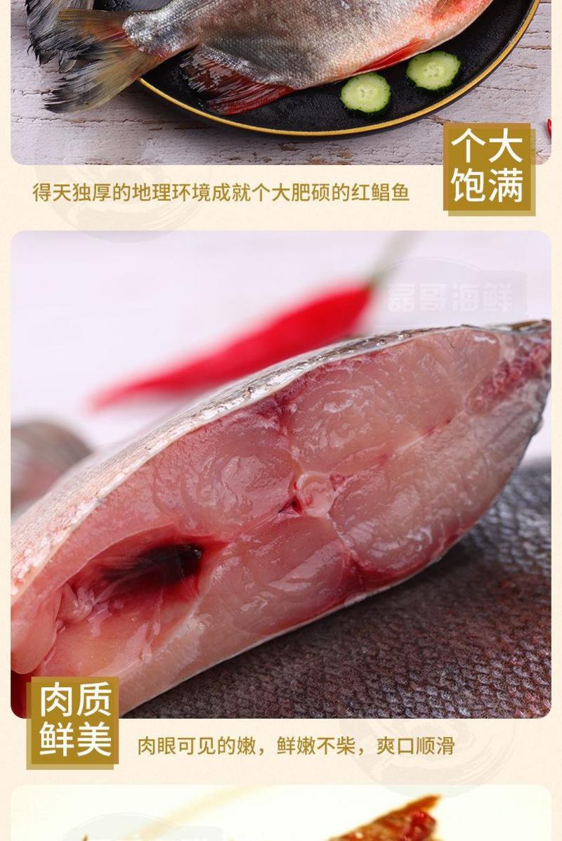 【顺丰包邮】红鲳鱼新鲜鲜活速冻大红鲳鱼2条装坏了包赔