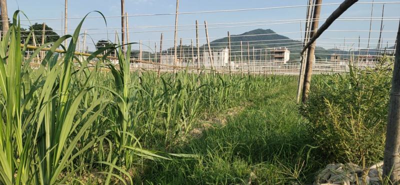 台湾黄皮、白皮果蔗