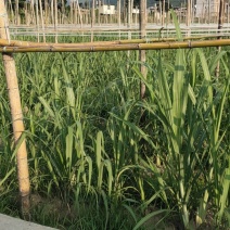 台湾黄皮、白皮果蔗