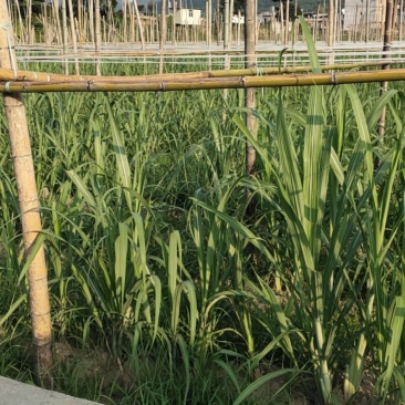 台湾黄皮、白皮果蔗