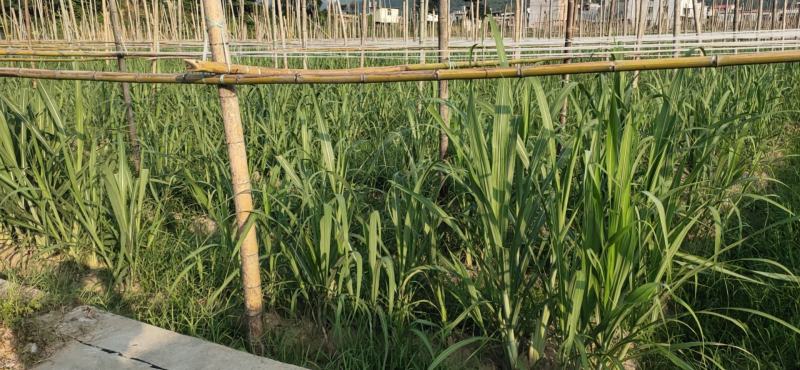 台湾黄皮、白皮果蔗