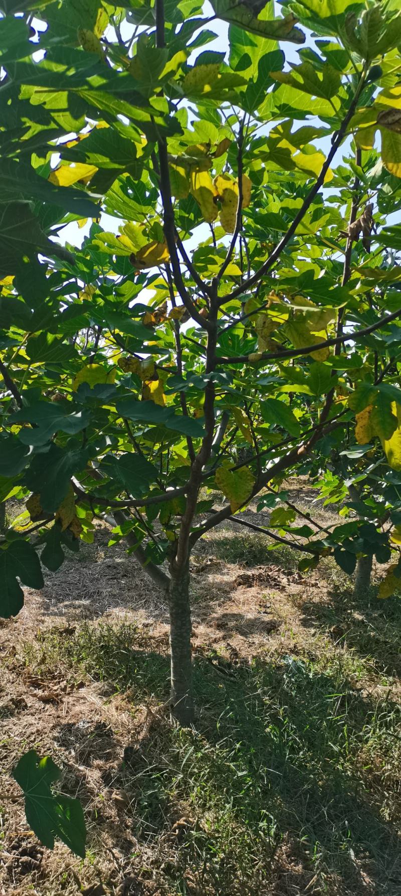 各种规格大量无花果树出售