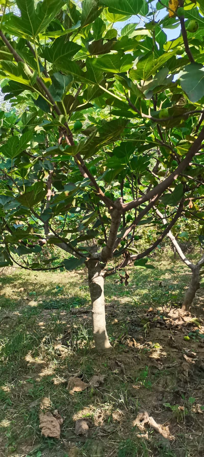 各种规格大量无花果树出售