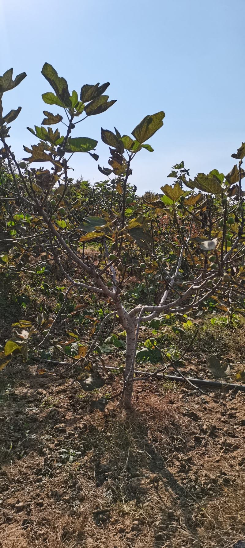 各种规格大量无花果树出售