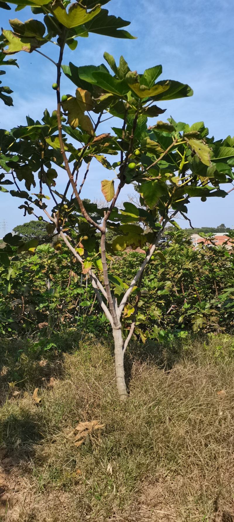 各种规格大量无花果树出售