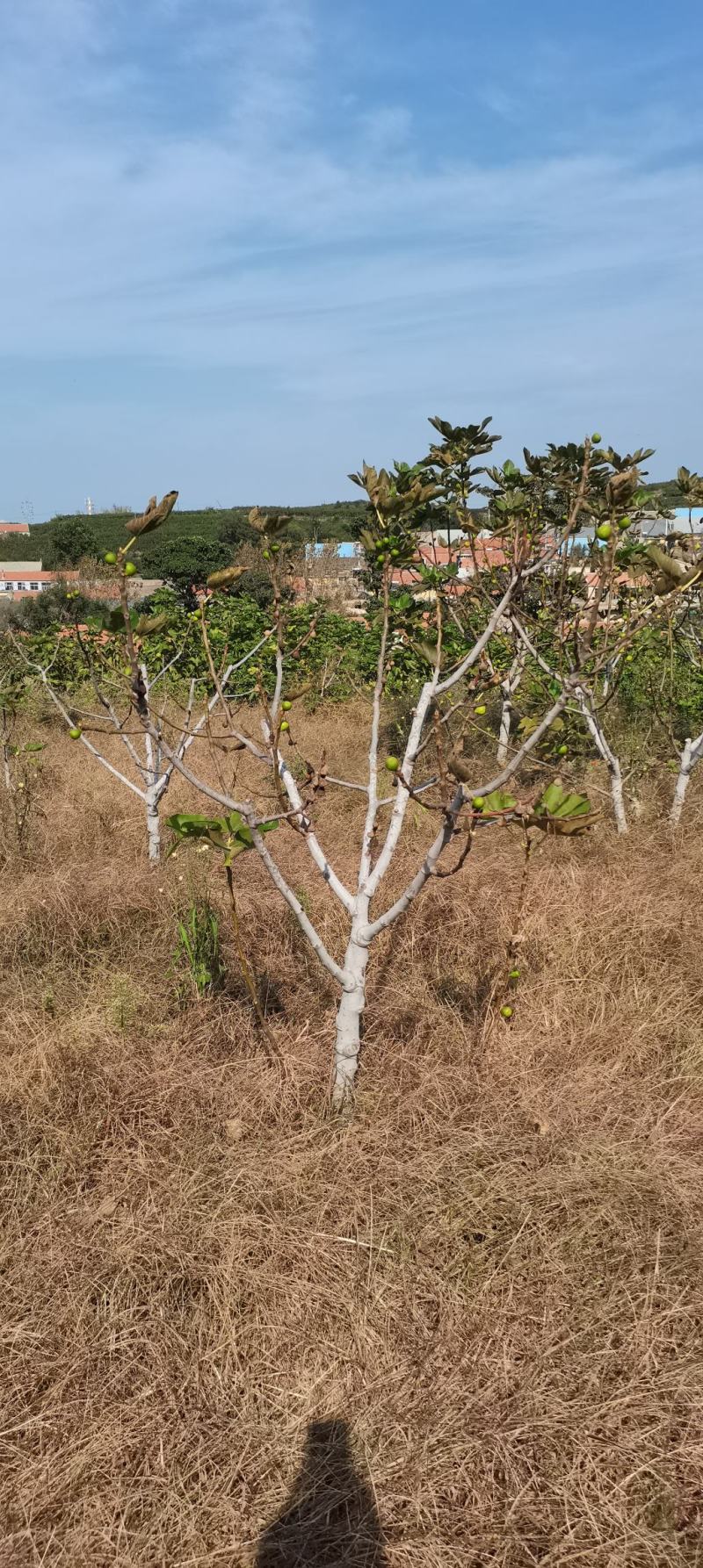 各种规格大量无花果树出售
