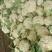 【花菜】精品有机菜花产地直发供应各大市场电商商超