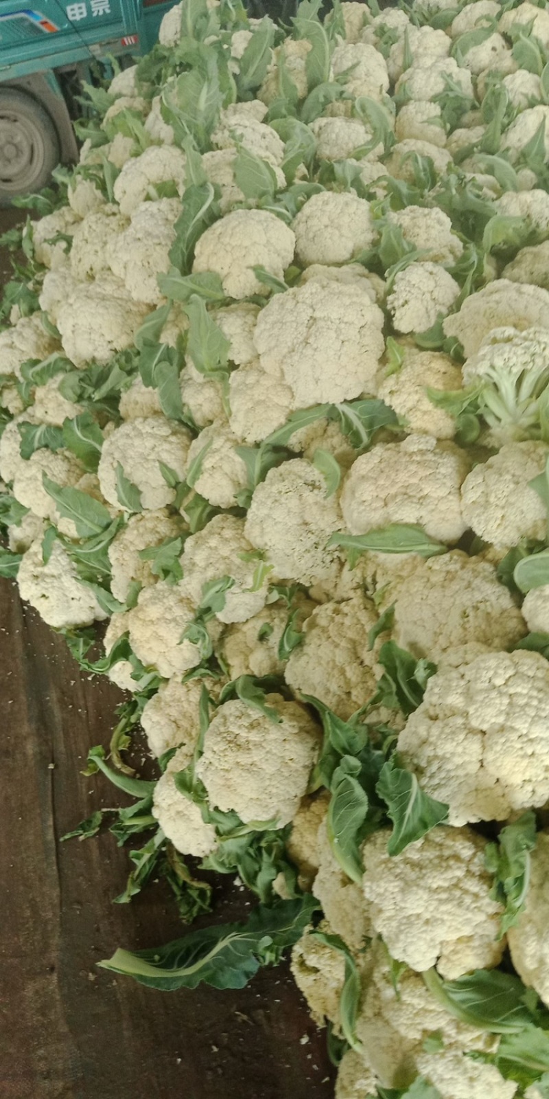 【花菜】精品有机菜花产地直发供应各大市场电商商超