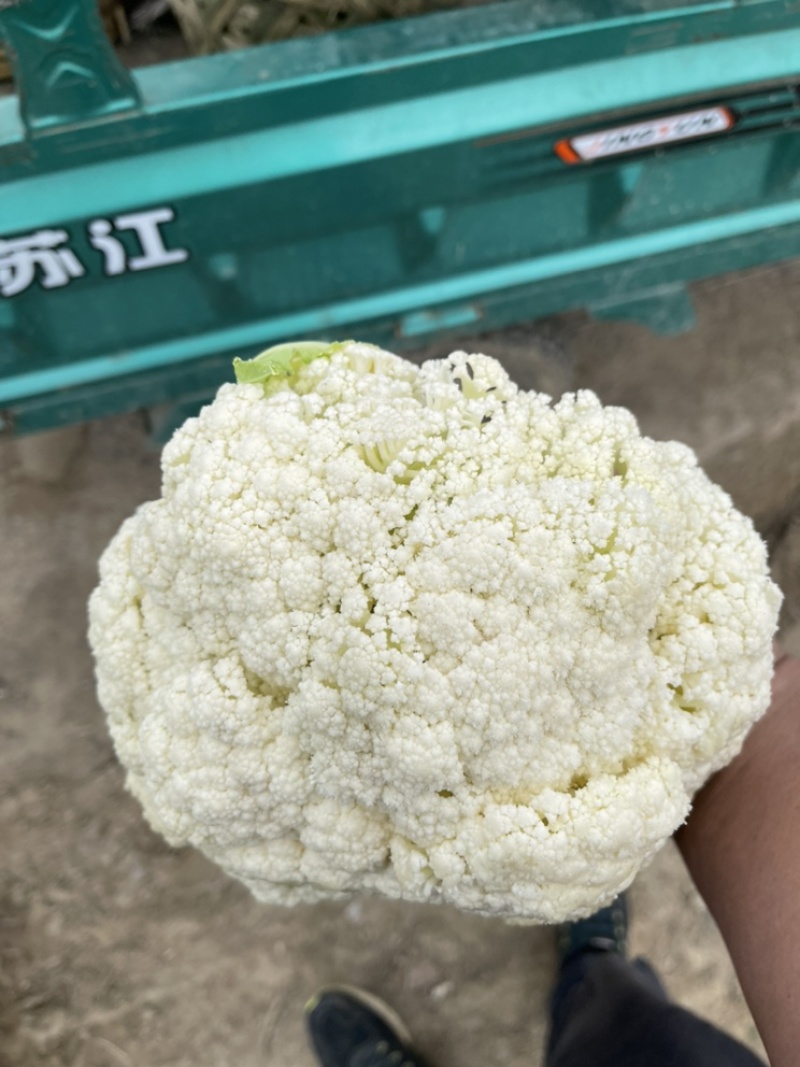 【花菜】精品有机菜花产地直发供应各大市场电商商超