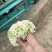 【花菜】精品有机菜花产地直发供应各大市场电商商超