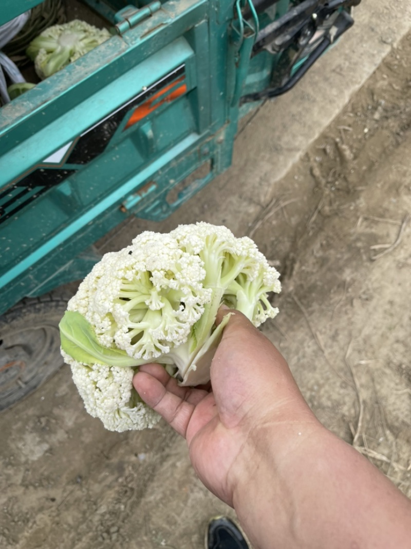 【花菜】精品有机菜花产地直发供应各大市场电商商超