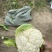 【花菜】精品有机菜花产地直发供应各大市场电商商超