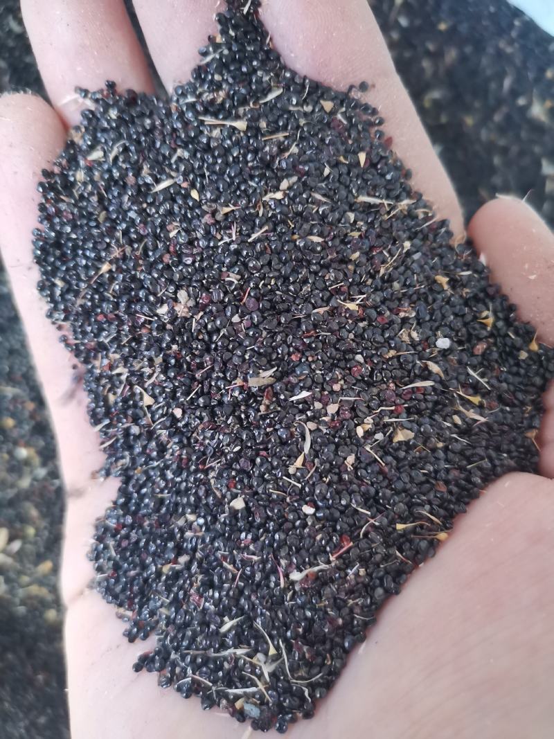 药用鸡冠花种子可观赏可药用四季可种量大从优