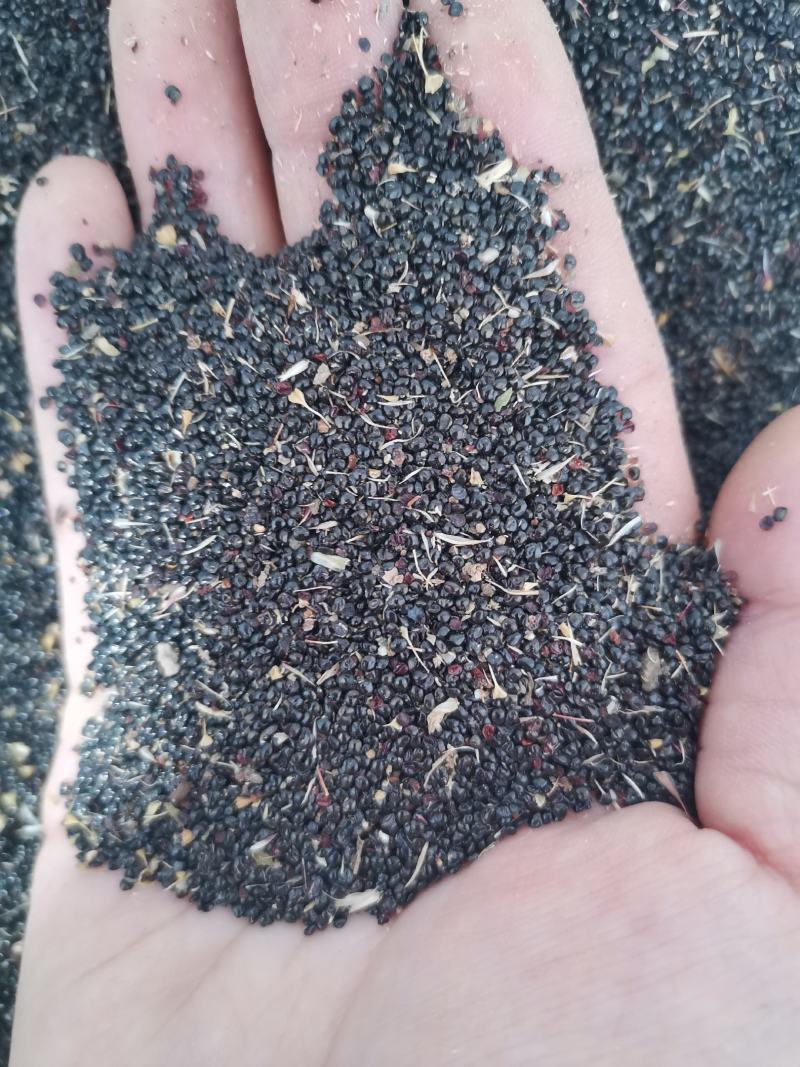 药用鸡冠花种子可观赏可药用四季可种量大从优