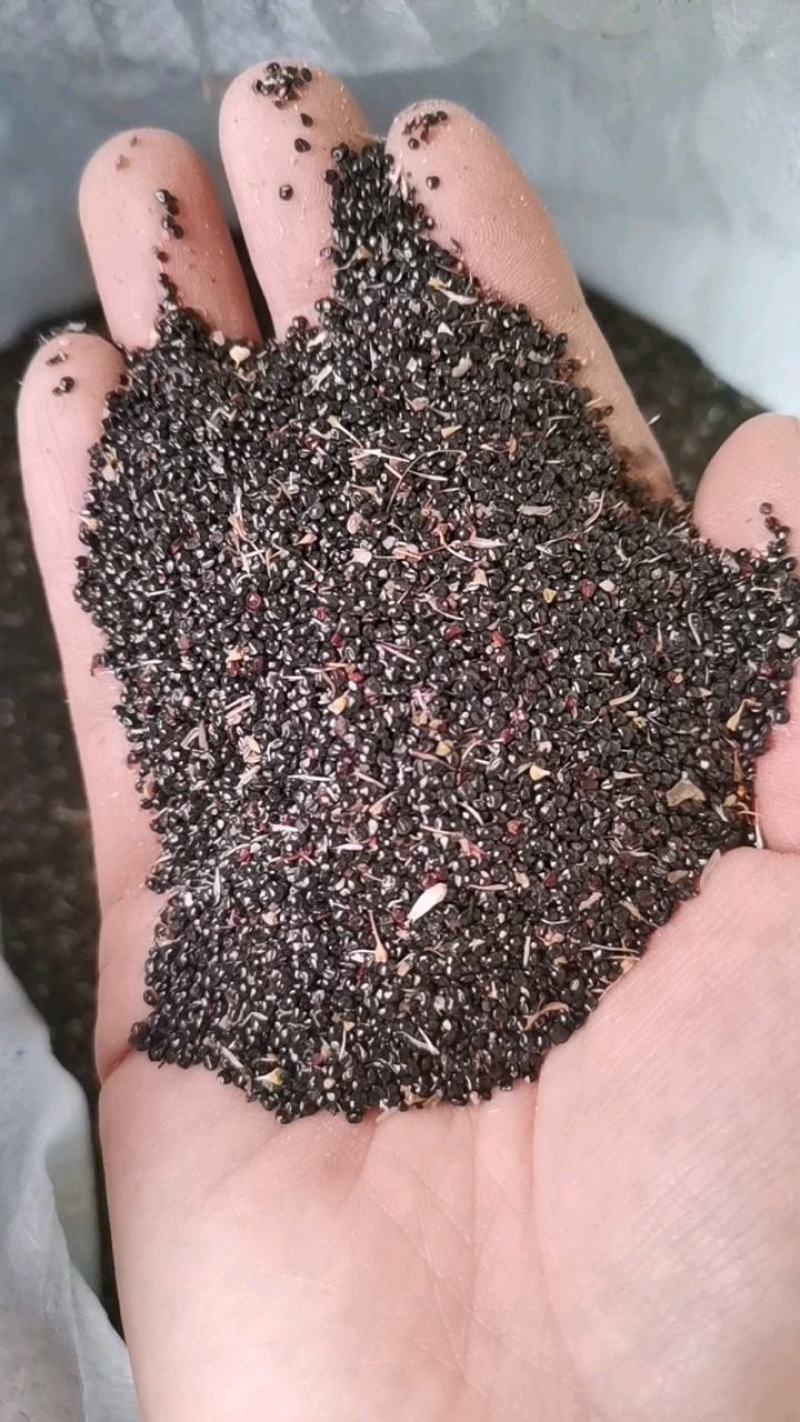 药用鸡冠花种子可观赏可药用四季可种量大从优