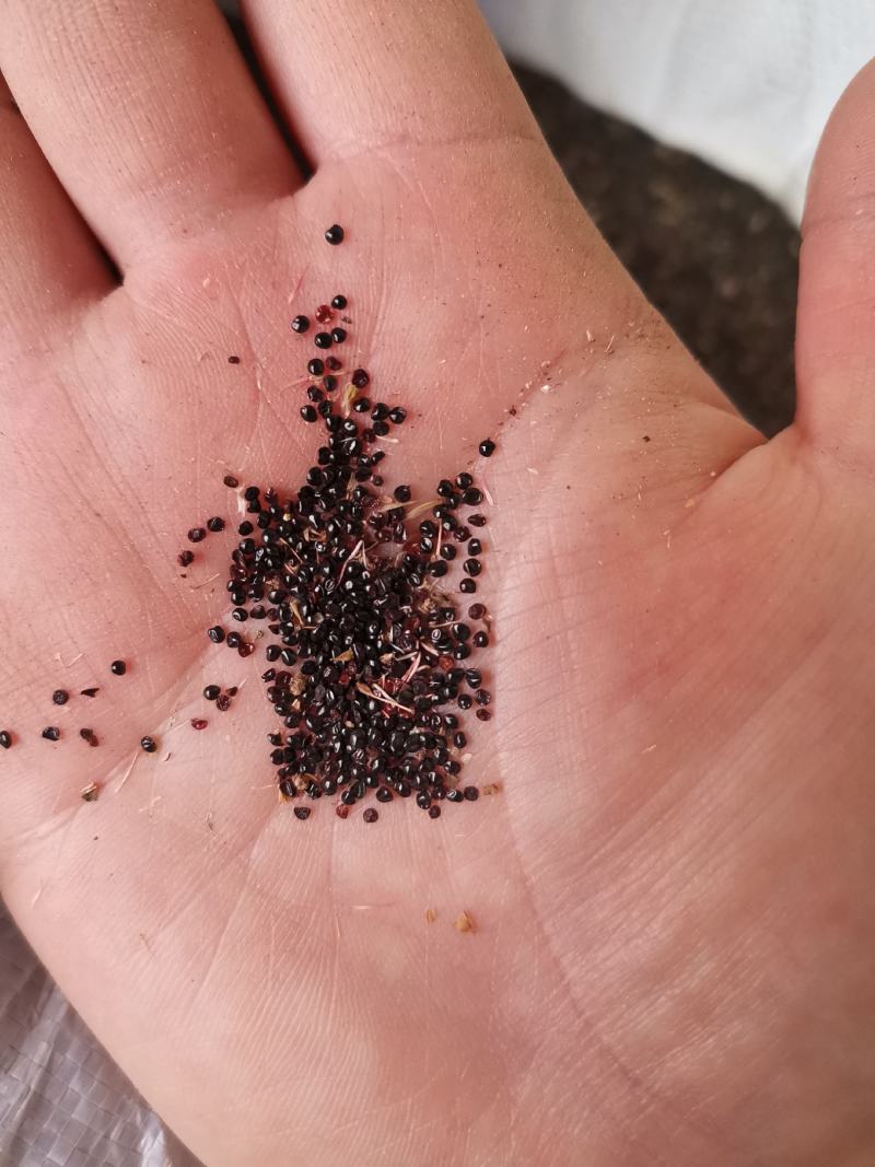 药用鸡冠花种子可观赏可药用四季可种量大从优