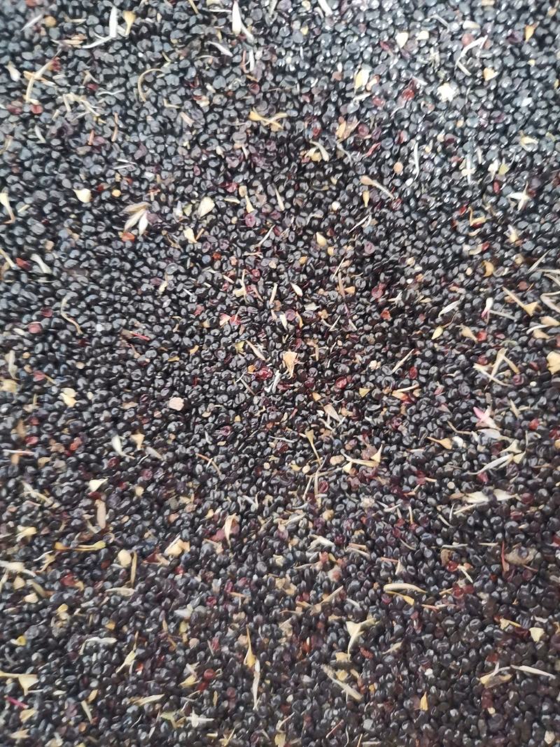 药用鸡冠花种子可观赏可药用四季可种量大从优