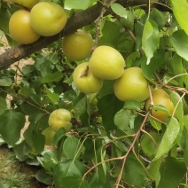 杏，金太阳杏