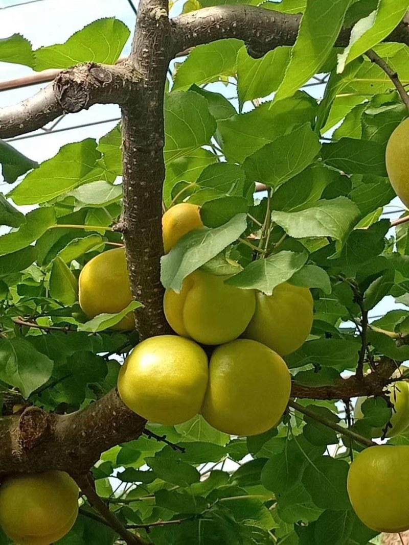 杏，金太阳杏