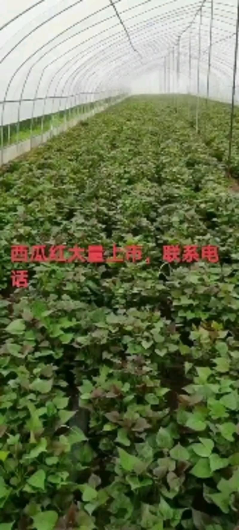 现货现发民权县脱毒西瓜红红薯苗一手货源产地直达提供技术