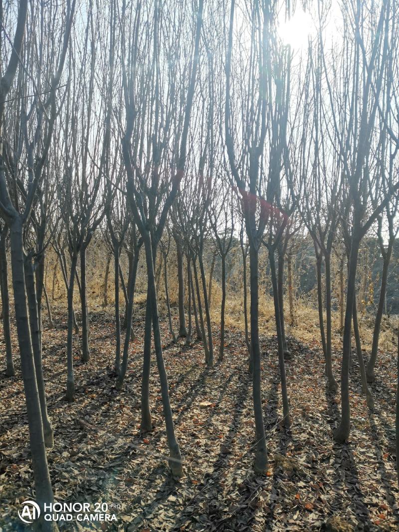 紫叶李3-6公分