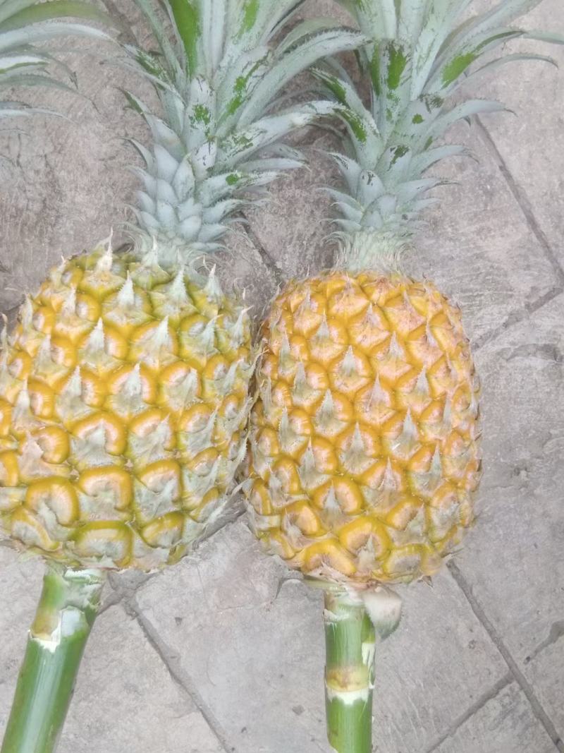 云南边境地区的香蕉菠萝，个头大又好吃，欢迎咨询！
