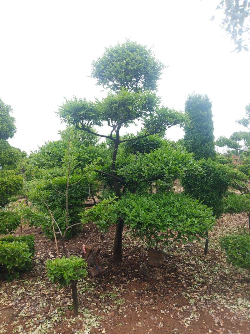 大叶黄杨造型树冬天不落叶的造型树，成活率高。