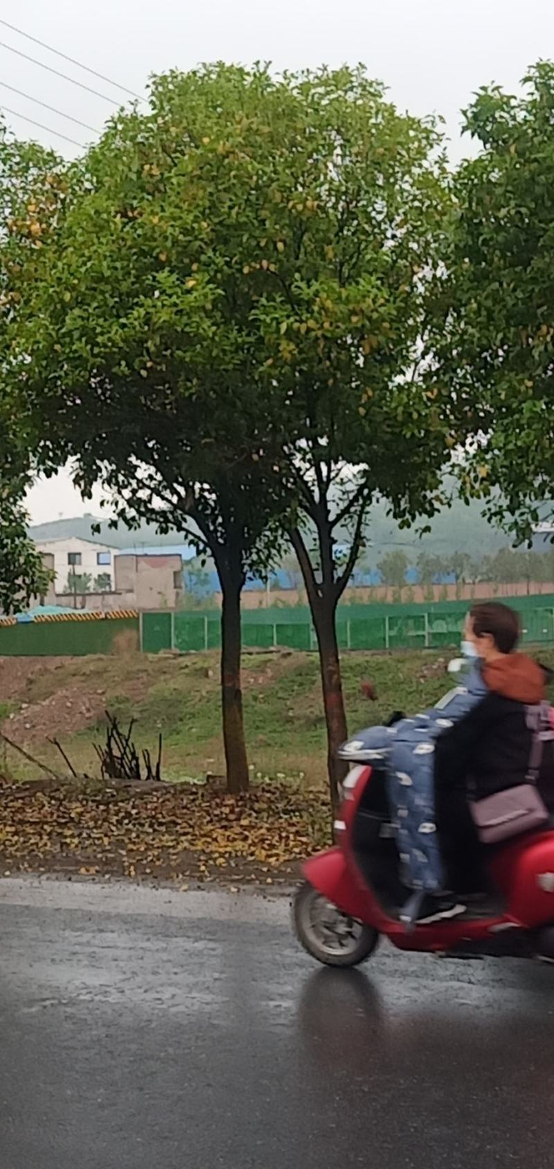 大叶黄杨造型树冬天不落叶的造型树，成活率高。
