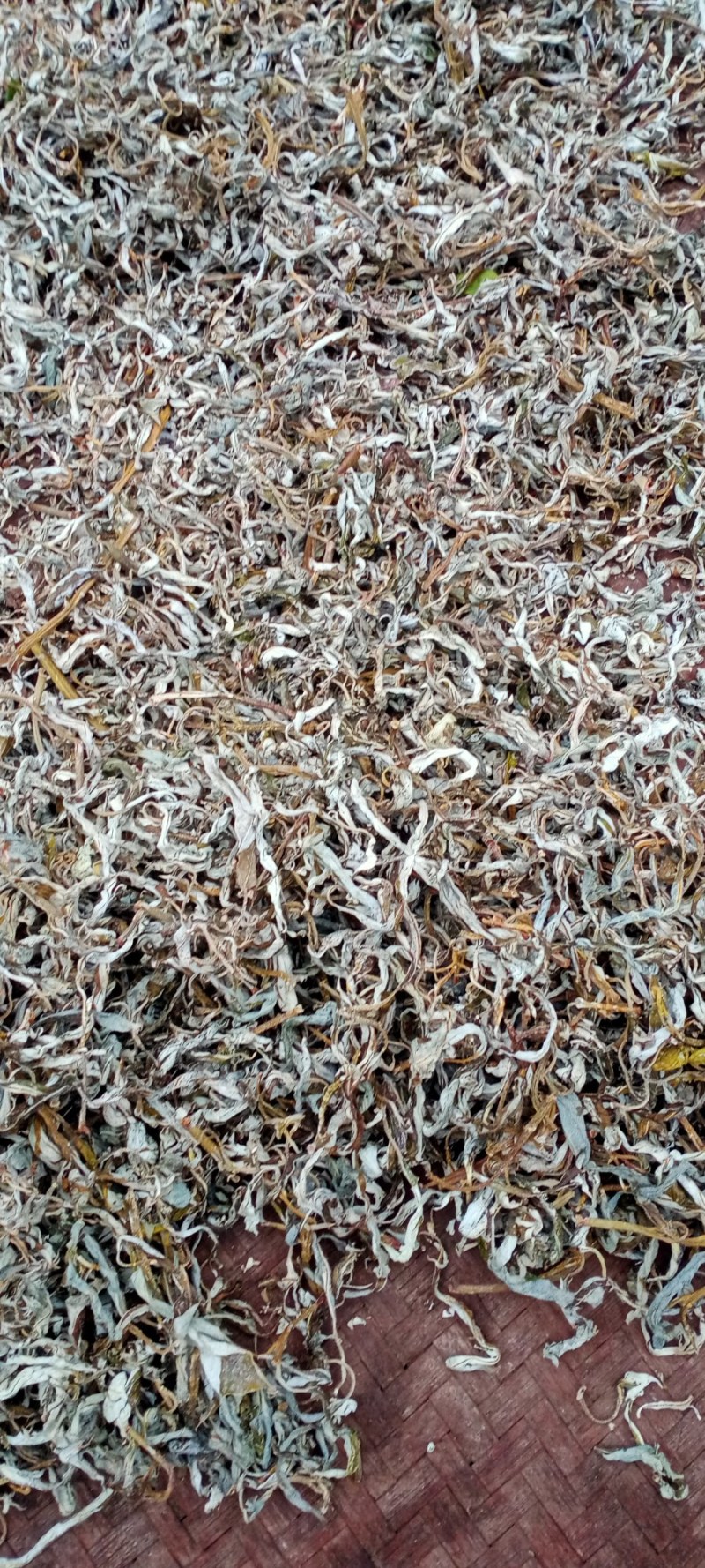 老鹰茶