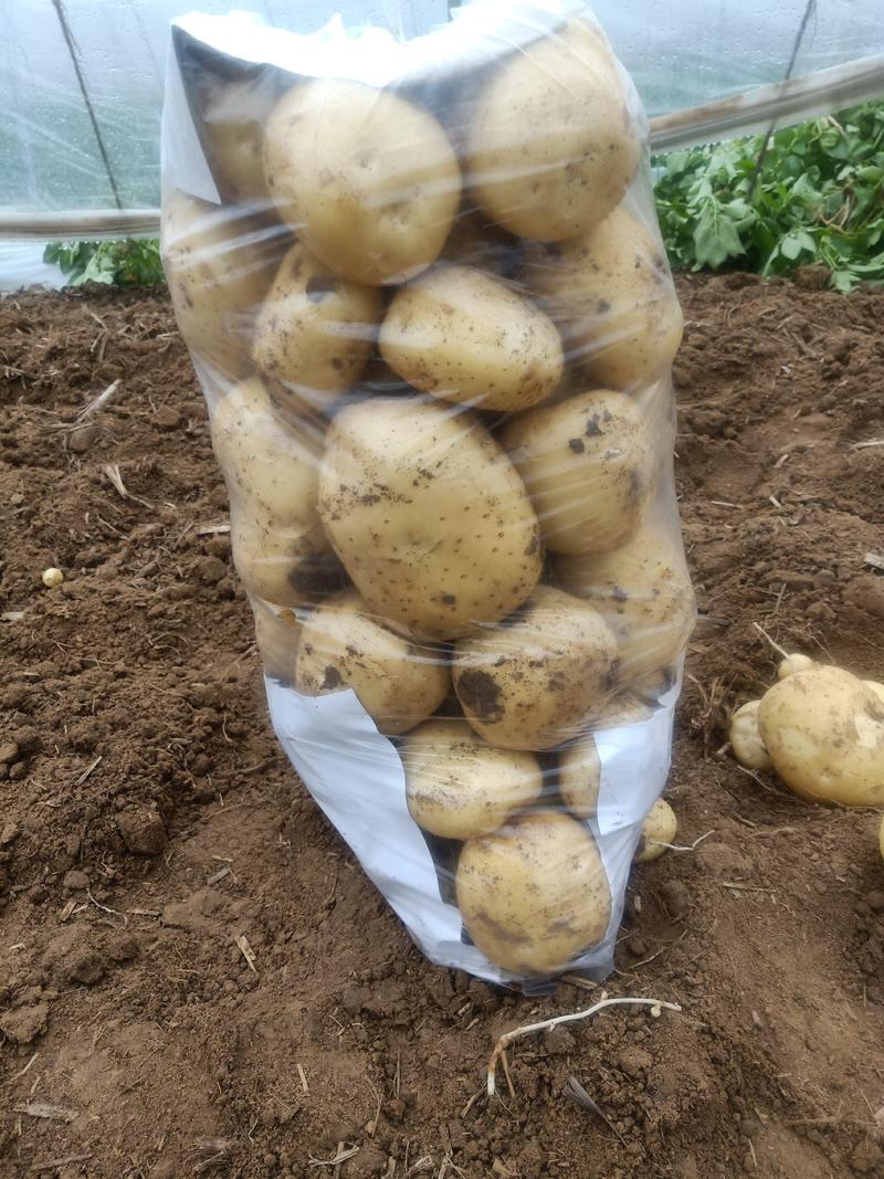 中薯5号土豆荷兰土豆1两半以上通货大量上市