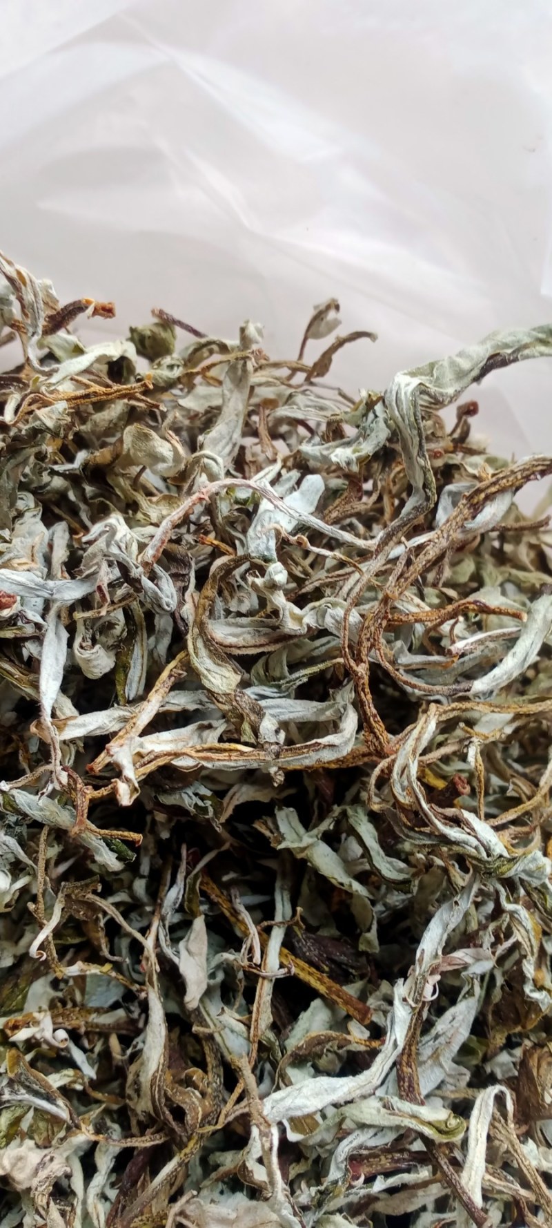 老鹰茶