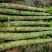 湖北，红叶莴笋，一斤半起步，根据要求发货，产地直发