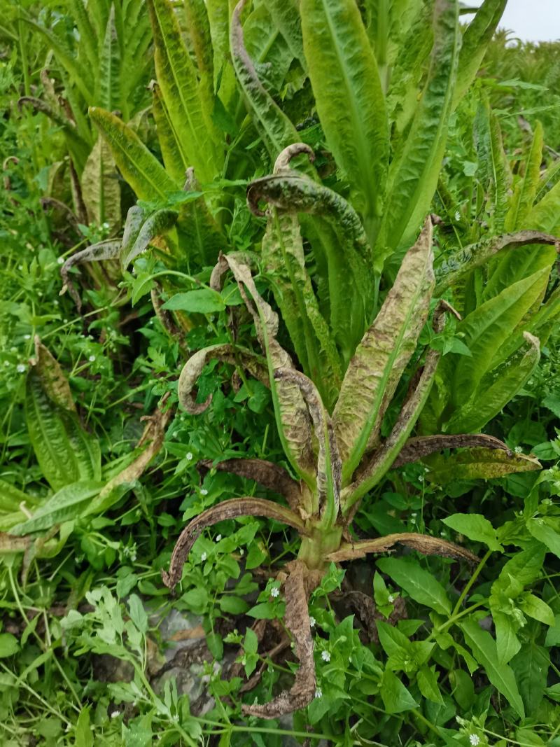 湖北，红叶莴笋，一斤半起步，根据要求发货，产地直发