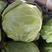 河北深州甘兰菜，中甘21绿色无公害蔬菜，大量供应长期有货