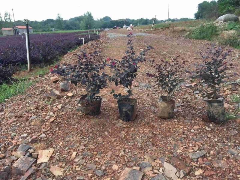 红花继木现在多少钱一颗湖北湖南陕西重庆哪里有生产苗圃基地