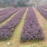 红花继木现在多少钱一颗湖北湖南陕西重庆哪里有生产苗圃基地