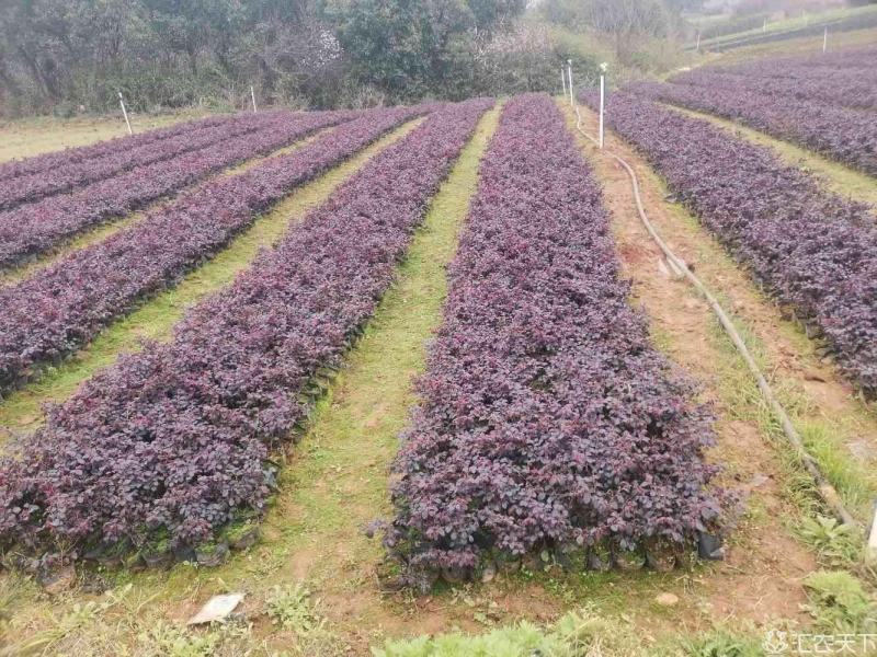 红花继木现在多少钱一颗湖北湖南陕西重庆哪里有生产苗圃基地