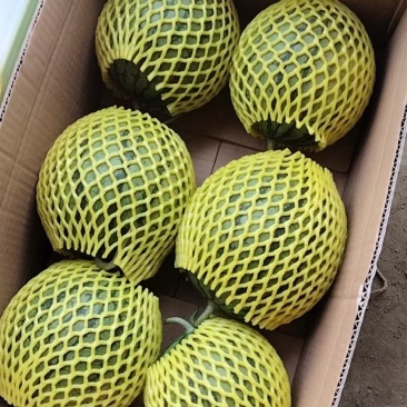 东台西瓜大量上市中，品种有8424特小风，欢迎来选购