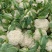 精品-菜花-松花菜适合超市，市场，加工厂，大量现货