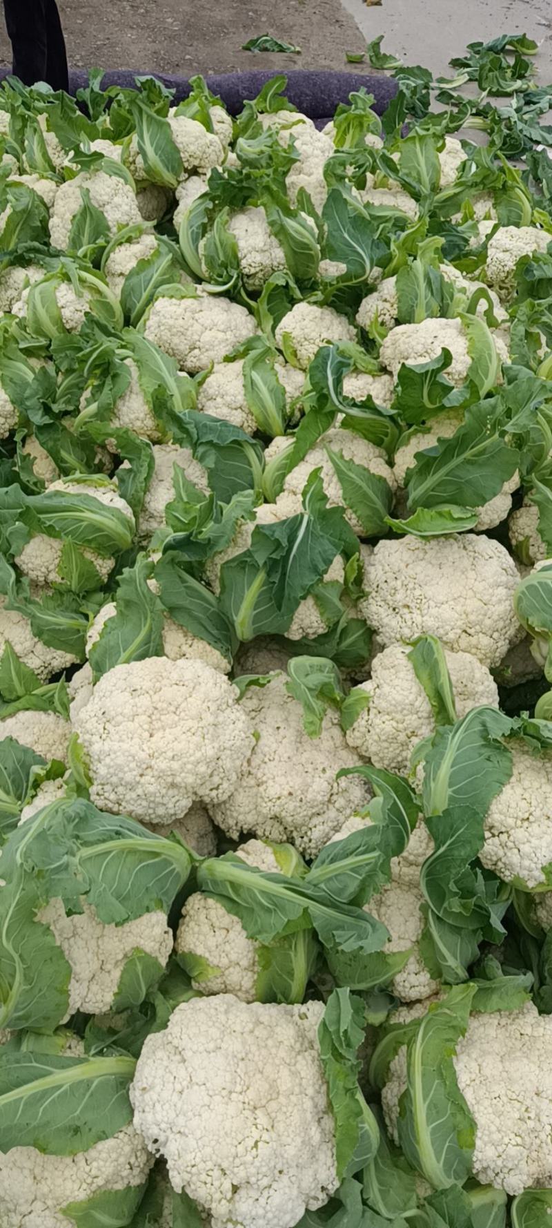 精品-菜花-松花菜适合超市，市场，加工厂，大量现货