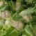 精品-菜花-松花菜适合超市，市场，加工厂，大量现货