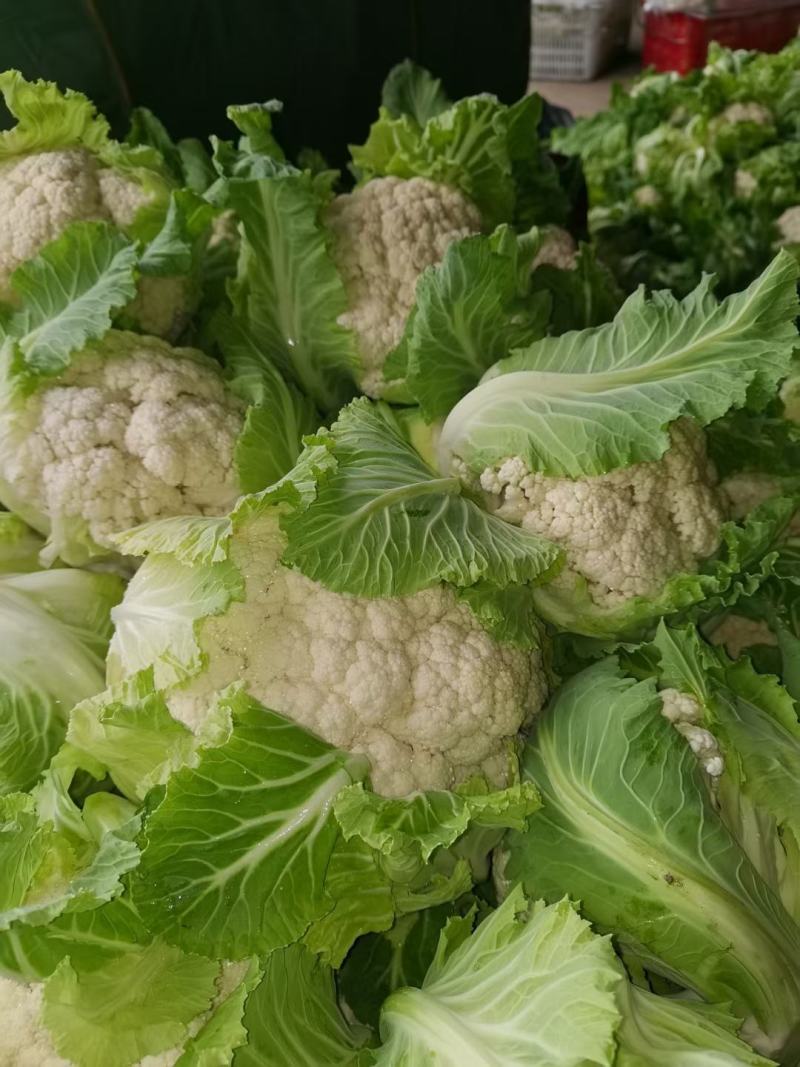 精品-菜花-松花菜适合超市，市场，加工厂，大量现货