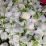 精品-菜花-松花菜适合超市，市场，加工厂，大量现货