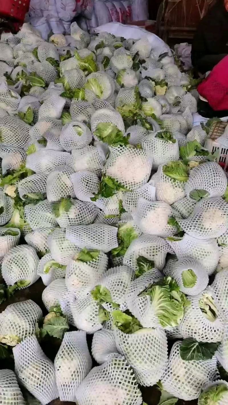 精品-菜花-松花菜适合超市，市场，加工厂，大量现货