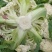 精品-菜花-松花菜适合超市，市场，加工厂，大量现货