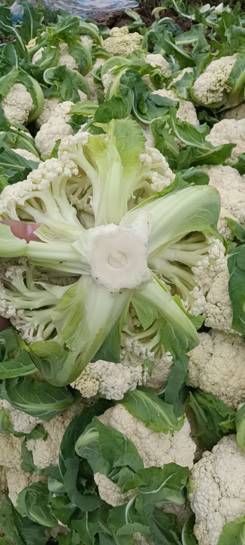 精品-菜花-松花菜适合超市，市场，加工厂，大量现货