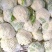 精品-菜花-松花菜适合超市，市场，加工厂，大量现货