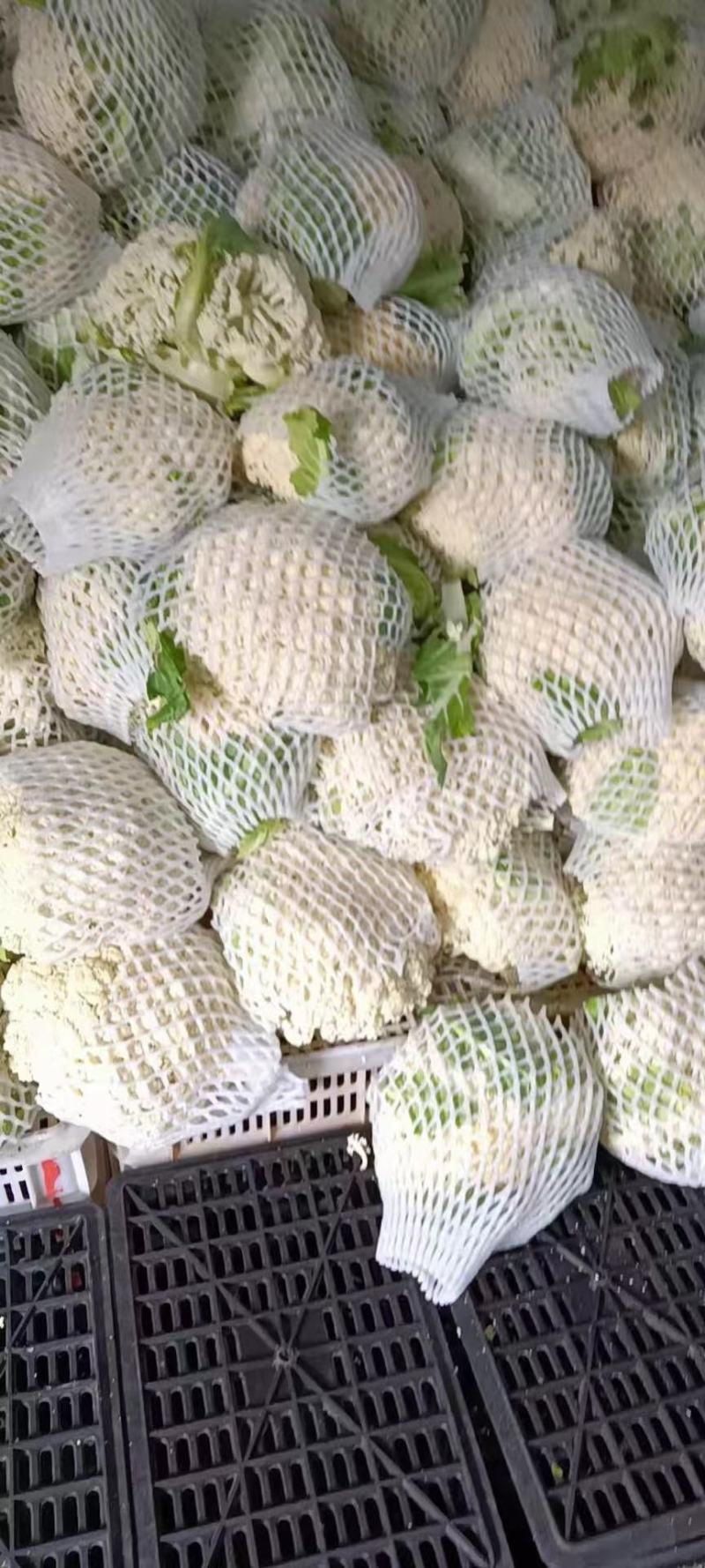精品-菜花-松花菜适合超市，市场，加工厂，大量现货