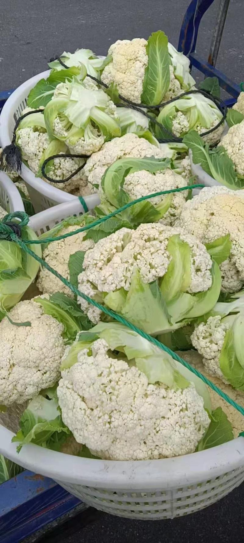 精品-菜花-松花菜适合超市，市场，加工厂，大量现货